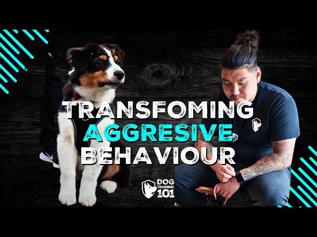 Transforming Aggressive Behaviour: Reactive Dog Training Success!