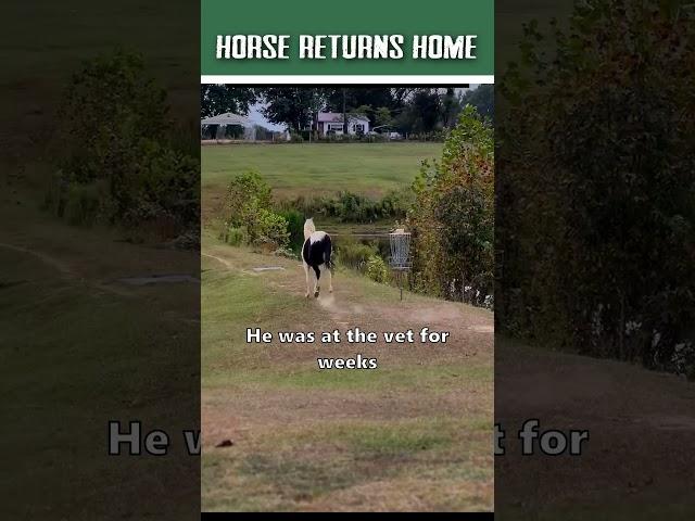 Horse reunites w/ friends! #horse #animals #wholesome