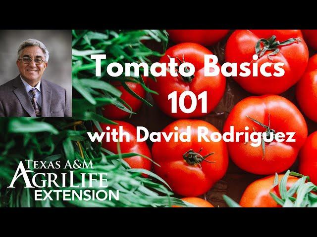 Tomato Basics 101 with David Rodriguez