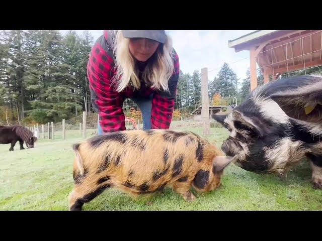 'Our neighbours showed up': Nanaimo farmers rebuild after huge fire