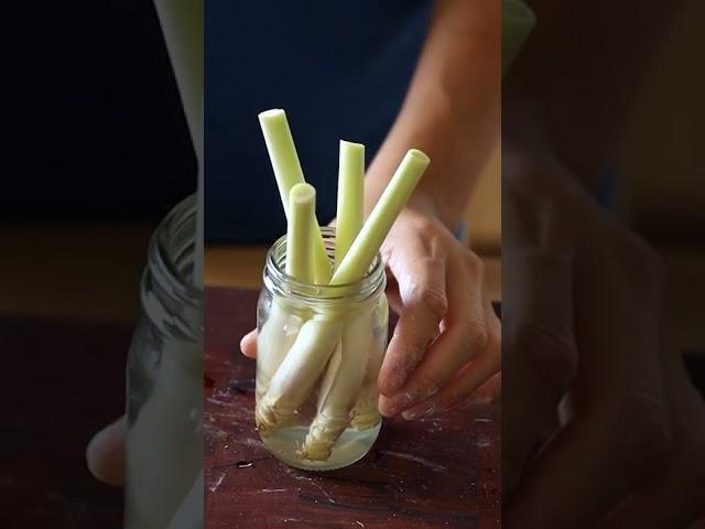 How to use and grow lemongrass