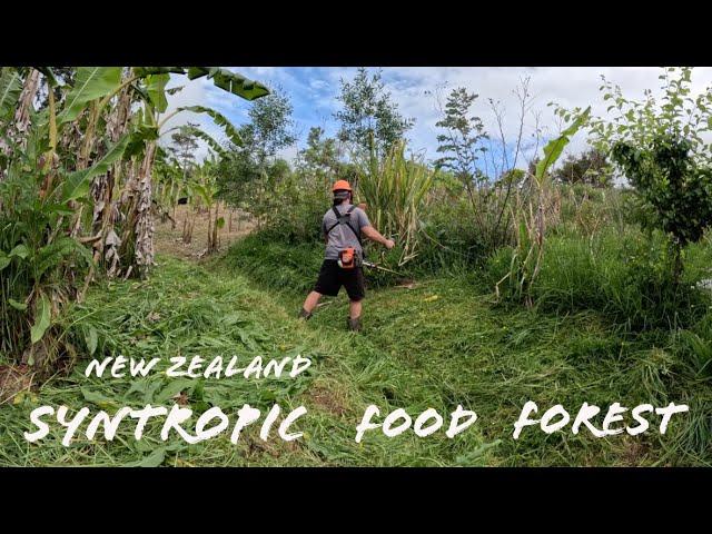 Getting back to work in our New Zealand Syntropic Food Forest (vlog)