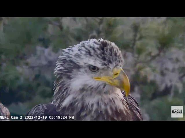 AEF-NEFL Bald Eagles: The beautiful sub adult with haunting vocals. 19 Dec 2022