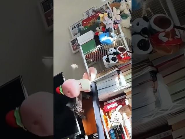 WARNING: NO CATS HAVE BEEN HARMED IN THIS VIDEOS, ONLY PROPERTIES!! 🫣 #catworld #cat