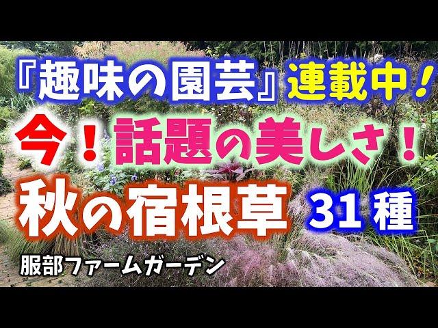 【ガーデニング】NHK趣味の園芸連載中！今話題の牧場の宿根草ガーデンから秋の宿根草31種の紹介！園芸のプロから学ぶ！服部牧場・服部ファームガーデン【神奈川県愛川町】Gardening