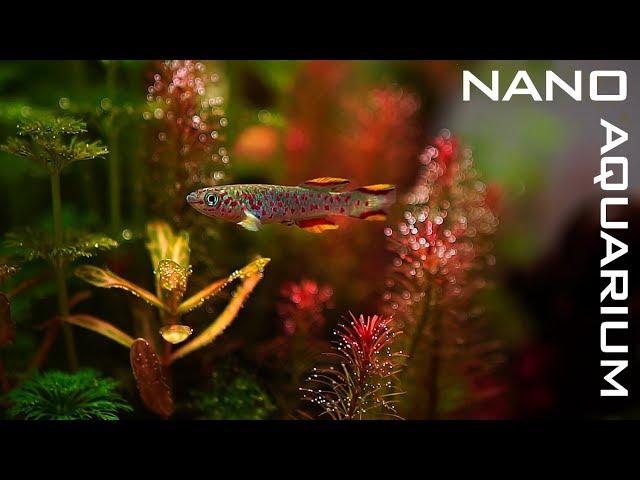 New NANO AQUARIUM For KILLIFISH