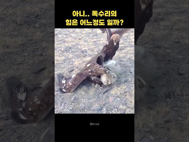 독수리가 깡패인 이유