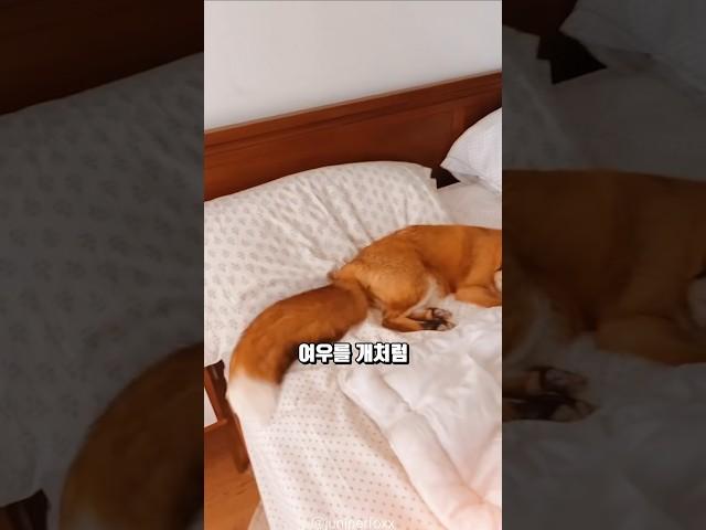 교배를 통해 탄생한 개여우