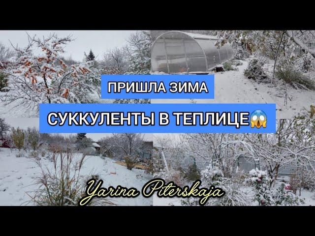 Пришла зима.Суккуленты в теплице