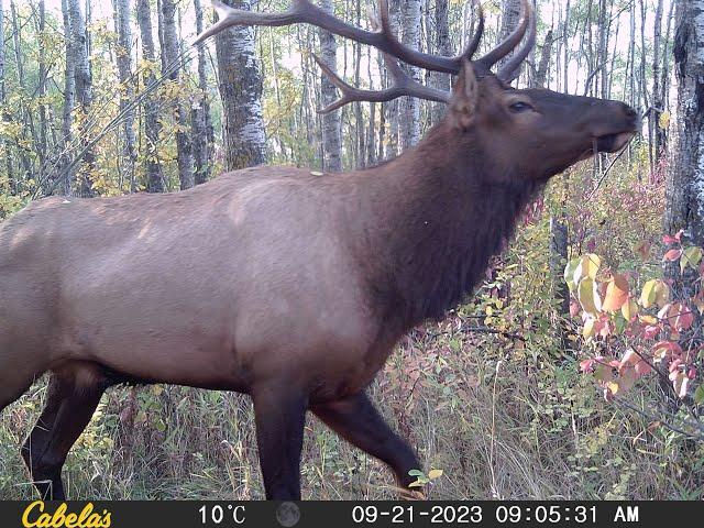 Manitoba Elk Season Teaser 2023!