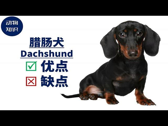 腊肠犬：优点&缺点！