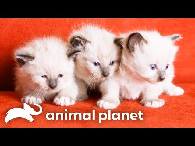 Siamese Kittens' Adorable Christmas Antics | Too Cute! | Animal Planet