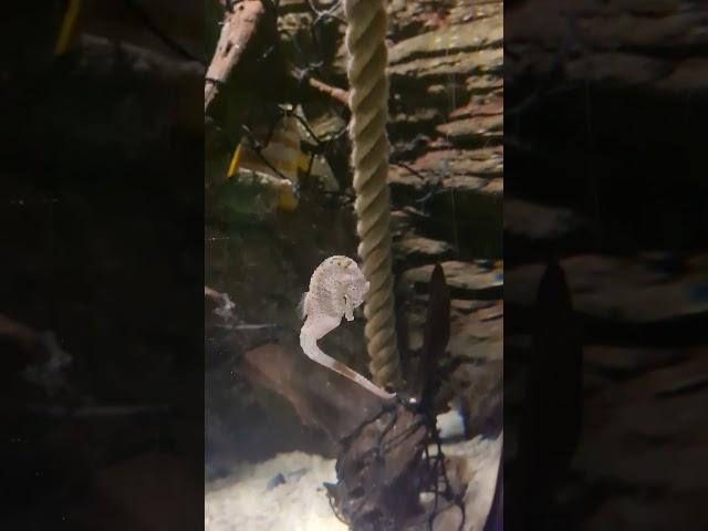 #sealife #traffordcentre #manchester #seahorse