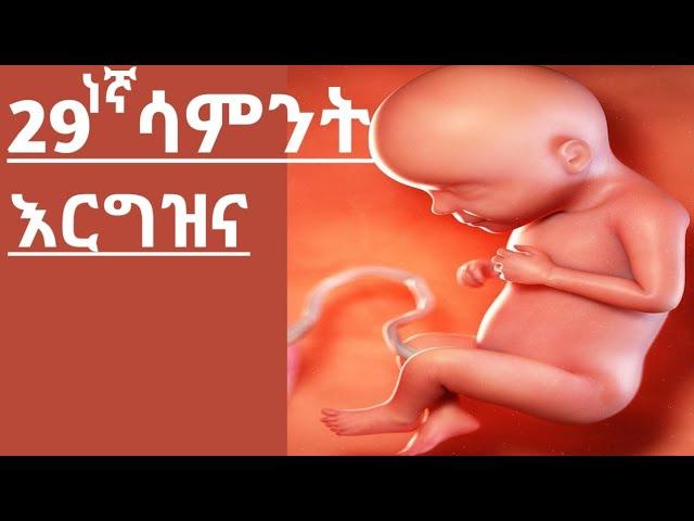 የእርግዝና 29ነኛ ሳምንት/Week 29th of pregnancy/healtheducation