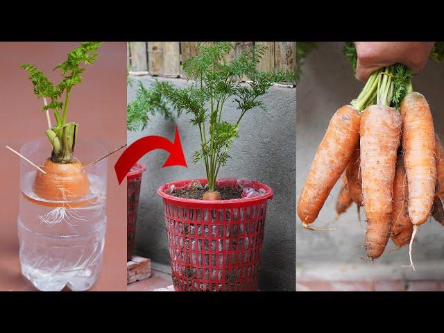 Growing Carrots From Discarded Stems Super Fast, Efficient, High Yield