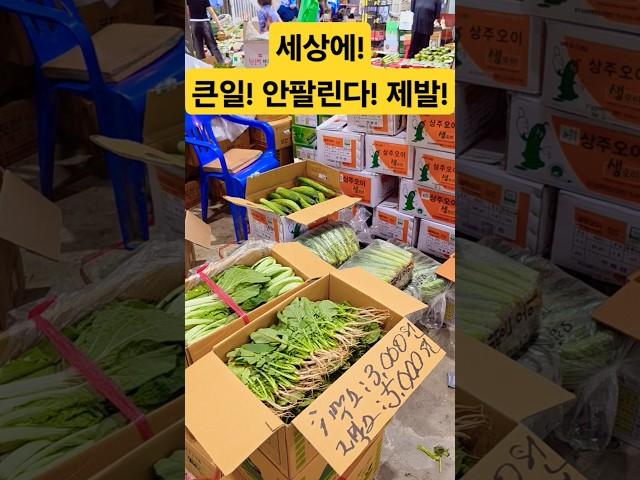 큰일났다! 안팔려서 쌓여 있다! #시장 #맛집 #야채 #채소 #폭락