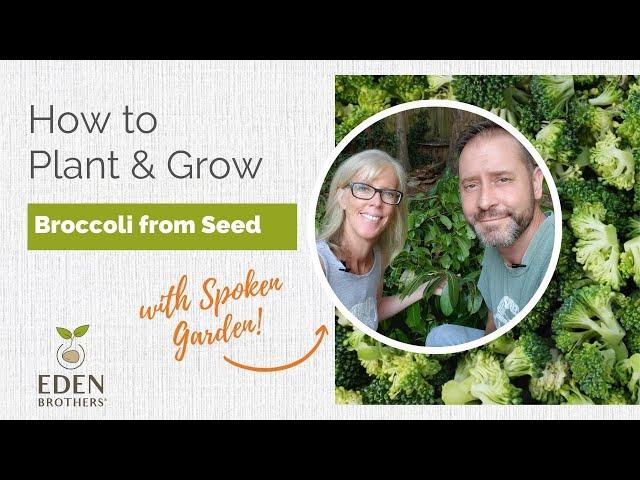 How to Plant and Grow Broccoli from Seed