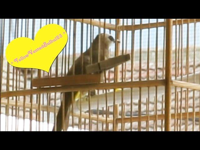 *Amazing Birdie* bulbul singing - Relaxation