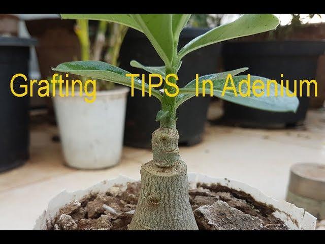 6 easy Tips for successful ADENIUM GRAFTING in 4K