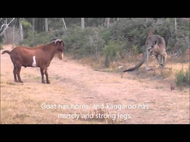 Kangaroo fighting with an unusual partner...