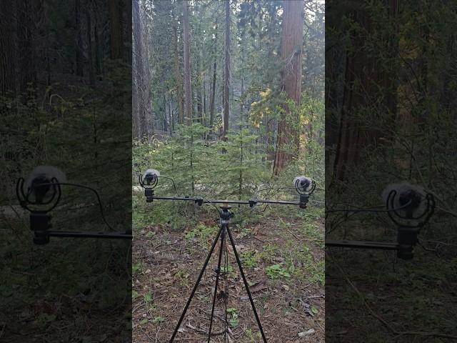 #fieldrecording #nature #sound #zoomf3 #clippy #microphone #stereo #adventure #explore #hiking