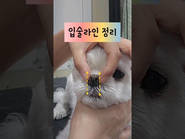 입술 까꿍  #강아지 #댕댕이 #말티즈 #푸들 #비숑