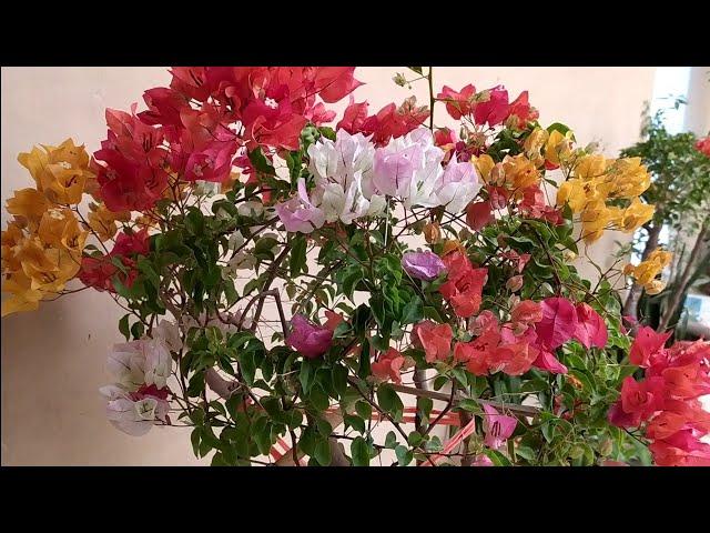 Bougainvillea Glabra | Grafting | (5 color in 1) . [FarmHand Bans]