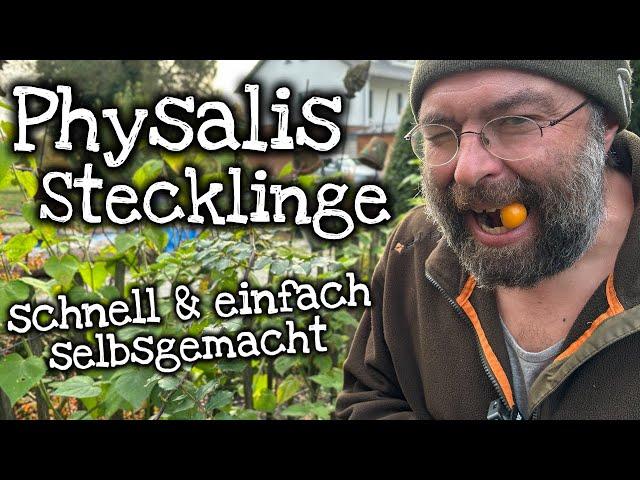 Physalis Stecklinge: So schneidest du sie richtig!