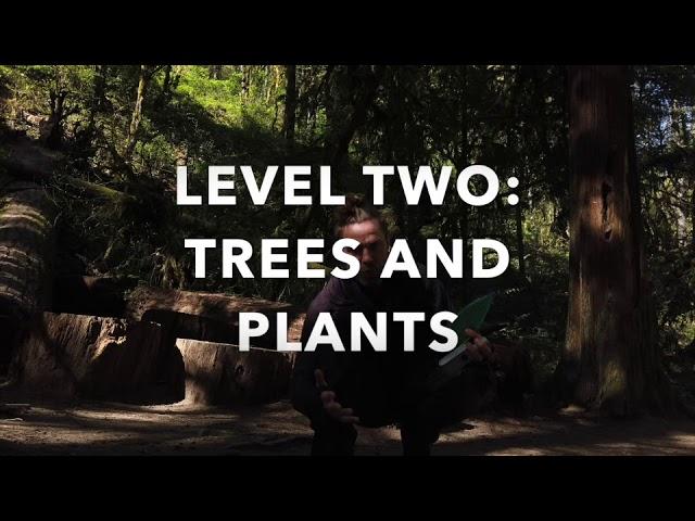 LEVEL 2:  Light Painting Plants AND Trees