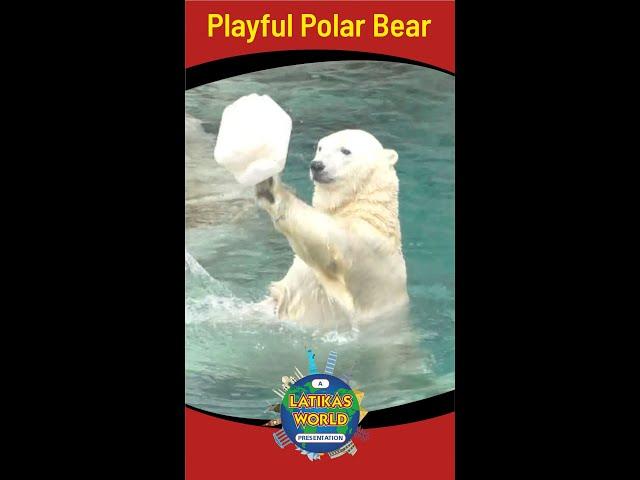 PLAYFUL POLAR BEAR, LATIKAS WORLD #Shorts