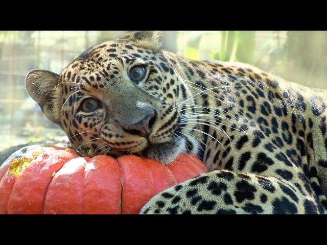 BIG CATS vs Pumpkins!