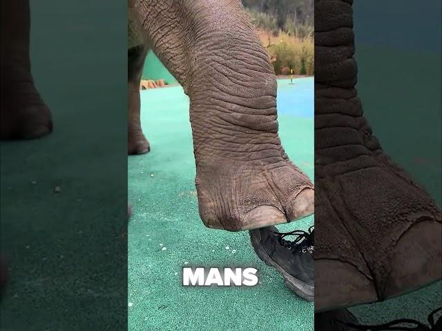 Elephant Compared to HUMAN  #huge #shorts #elephant #comparison