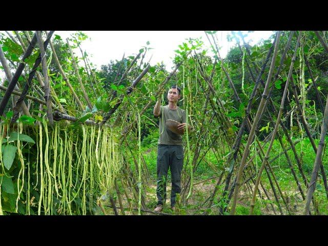 The cowpeas I planted have been harvested, Preserving peanuts and cooking, Taking care of pets