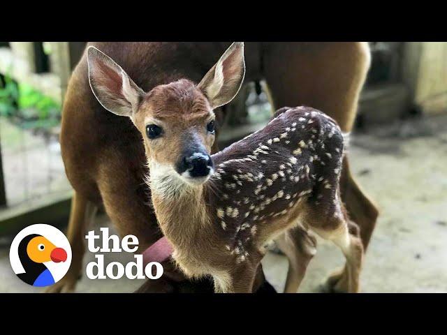 Fawn Comes To Lady's Door Every Morning | The Dodo Little But Fierce