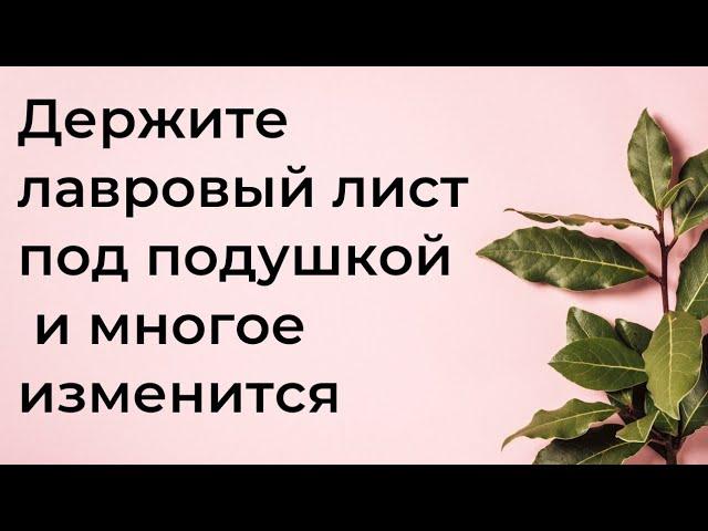 Держите всегда лавровый лист под подушкой. И многое изменится в жизни | Магическая Практика