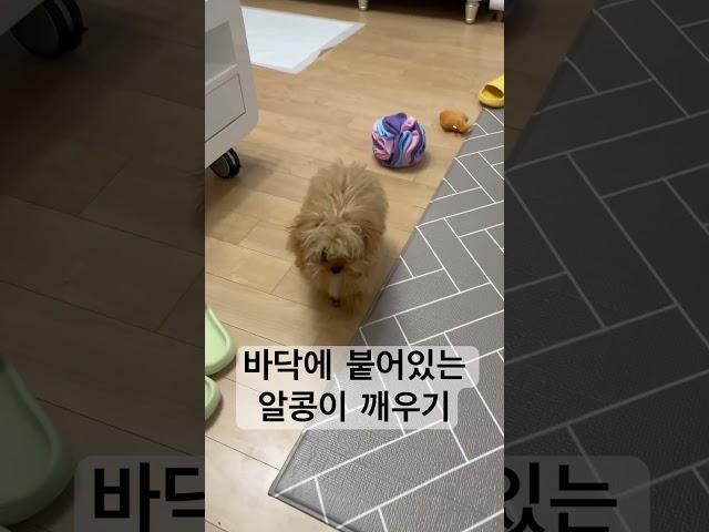 어떤게 바닥인지 구분이 안가는 강쥐 #강아지브이로그 #강아지유튜브 #강아지일상 #타이니푸들
