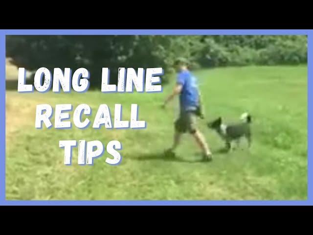 Dog Training | Long line recall tips | Solid K9 Training Dog Training