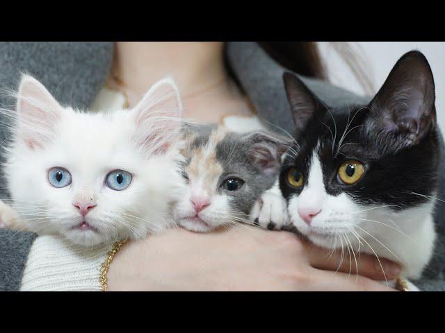 Cute Cats Compilation (ENG SUB)