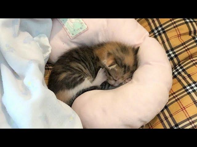 Lonely Kitten Left Alone Cries for Its Mother Day and Night