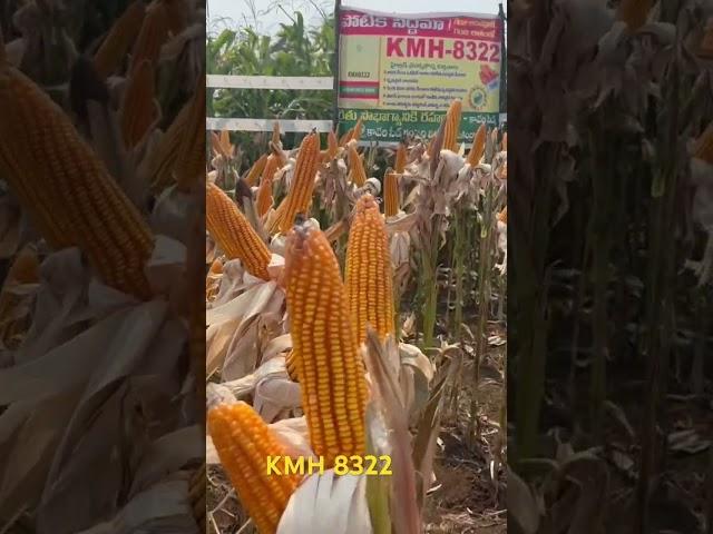 Kaveri seeds KMH8322