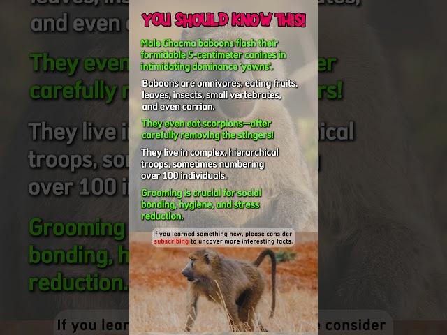 Chacma Baboons: You Should Know This! #shorts #naturelovers #facts