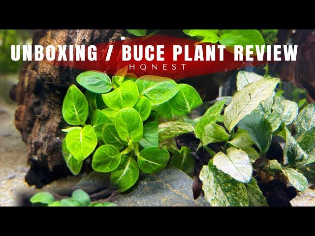 Aquascaping Adventure: Buce Plants Unboxing & Hardscape Stones Review!