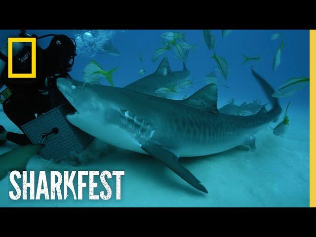 Tiger Sharks' Superpowered Jaws | SharkFest | National Geographic