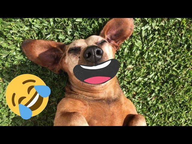 Funniest Dog Fails 2023 - Caught On Camera! | Petopia TV