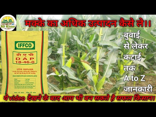 मक्का की खेती कब और कैसे करे।। When and how to cultivate maize। #maizecultivation