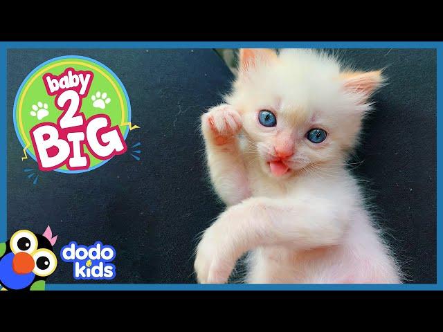 Pocket-Sized Kitten Grows Up To Be A Ninja Cat | Baby 2 Big | Dodo Kids