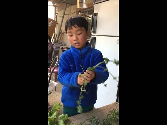 春の七草の紹介