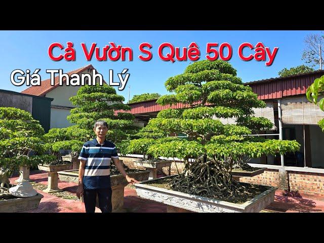 THANH LÝ CẢ VƯỜN SANH QUÊ có khoảng 50 cây * NV Chú CHÚC - Kinh Môn - ĐT: 0982150548 *.