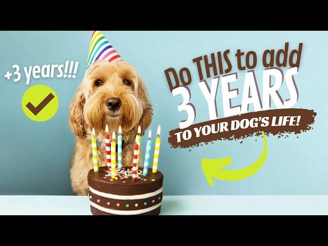 10 Tips to Help Your Dog Live Longer - Do THIS to Add 3 Years to Your Dog's Life