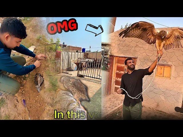 Mini Zoo New Video:Eagle Chala Gya